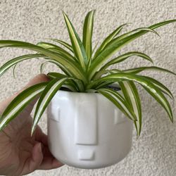 Beautiful Variegated Spider Plant With Cute Pot