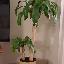 Real Dracaena fragrans