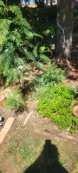 Free Pepper trees