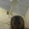 Julian