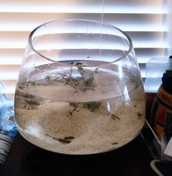 Betta habitat (Bowl) with live plant - NO FISH