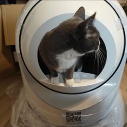 Self Cleaning Litter Box