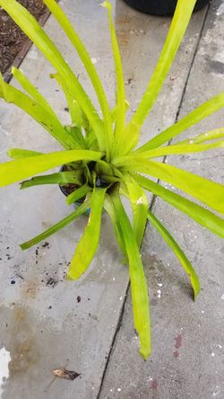 Bromeliad