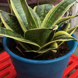 Sansevieria Dwarft Snake Plant