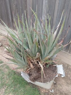 Large Mature Aloe Vera Plant