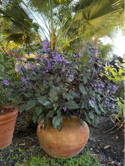 Huge Terracotta Plant/Flower 🏺