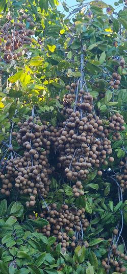 Fallbrook organic fresh longans fruit for sale $5 for one lb minimum 5 lbs