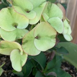Corona De Cristo Plants