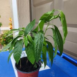 Guinea Hen weed plant also known as anamu
