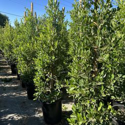 Indian Laurel Columns, Ficus nitida ‘Columns’ , Ficus tree, shade or Hedge and privacy 15gal Size