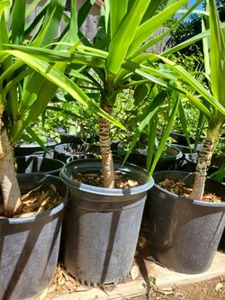 Yucca Trees