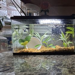 Fish Tank 