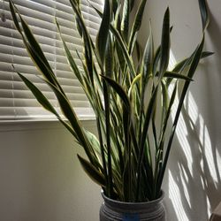 Extra Large Snake Pant With Pot