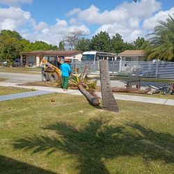 Poda De Árboles Y Palmas