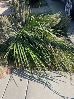 Free Iris plants