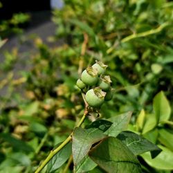 Large Bonus  Blueberry Plants
