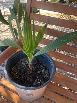 palm plant$5