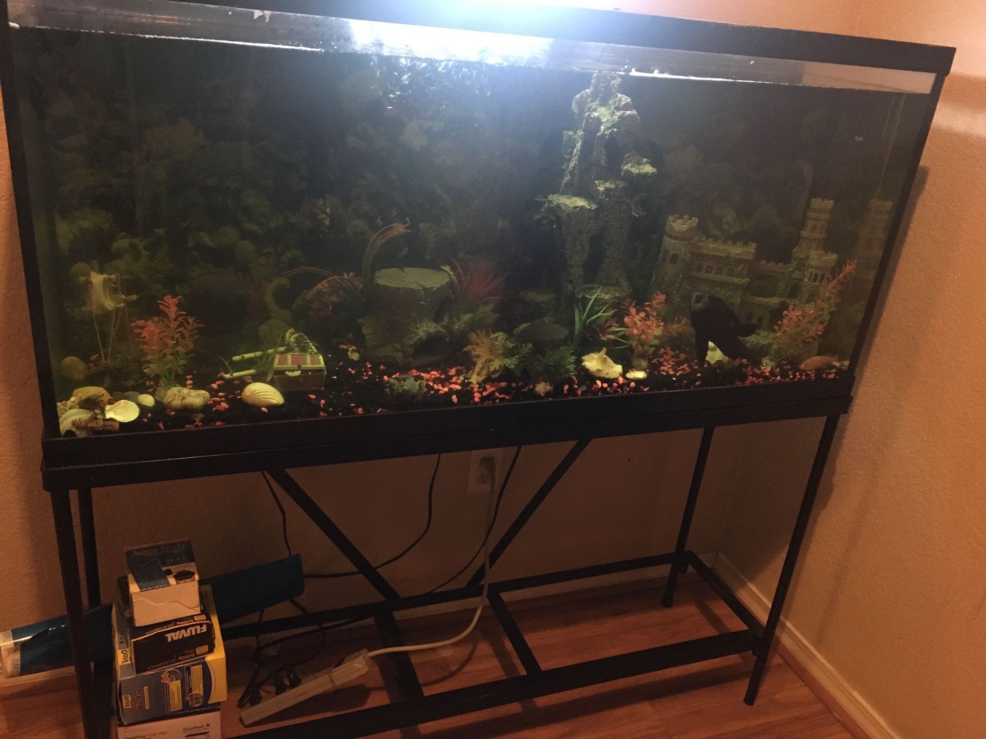 55 gallon tank w/decor, sucker fish & more