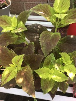 Colorful Coleus Plant