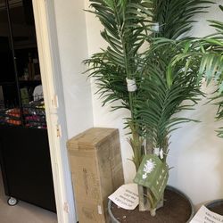 Palm Tree Some Damage Inside Pot 