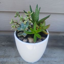 Succulent Mix Pot 🪴