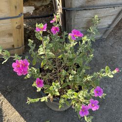 Rock Rose