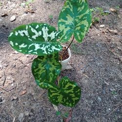 Frogs In The Blender Plant 