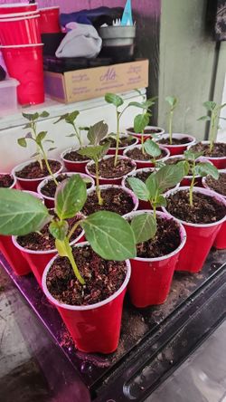Organic Tomato & Tomatillo Plants