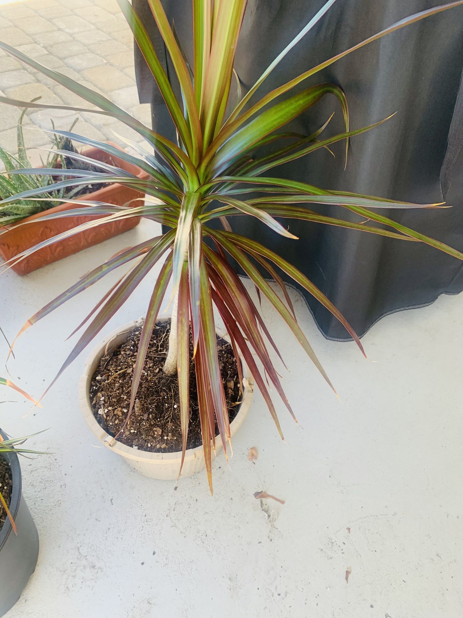 Indoor/Outdoor Plants
