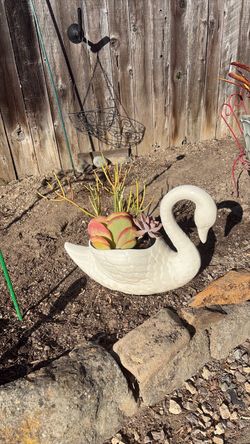Plant with Swan Pot