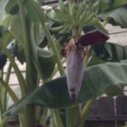 Banana 🍌 plantas 🌱 plants .,🍌not small but sweet medium