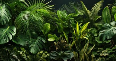 Jungle Plants