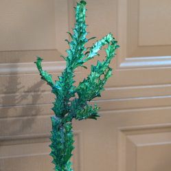 Euphorbia lactea variegata