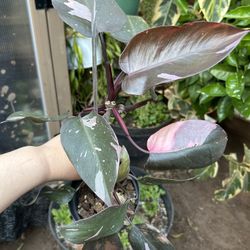 Philodendron Pink Princess