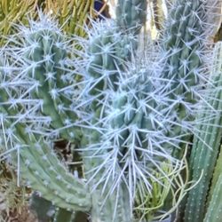 toothpick cactus plant