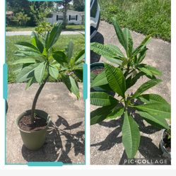Large Potted Plumeria Plants 