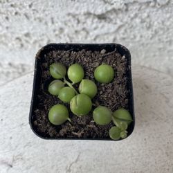 2 Inch Pot Succulent Plant - String of Pearls - Curio Rowleyanus - Rooted & Established - Drought Resistant 🪴 Perfect Baby & Wedding Shower Favors 