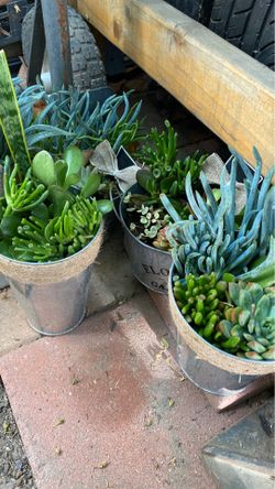 Succulent plants for
