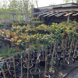 Rose Trees Lots Of Colors35$ Each