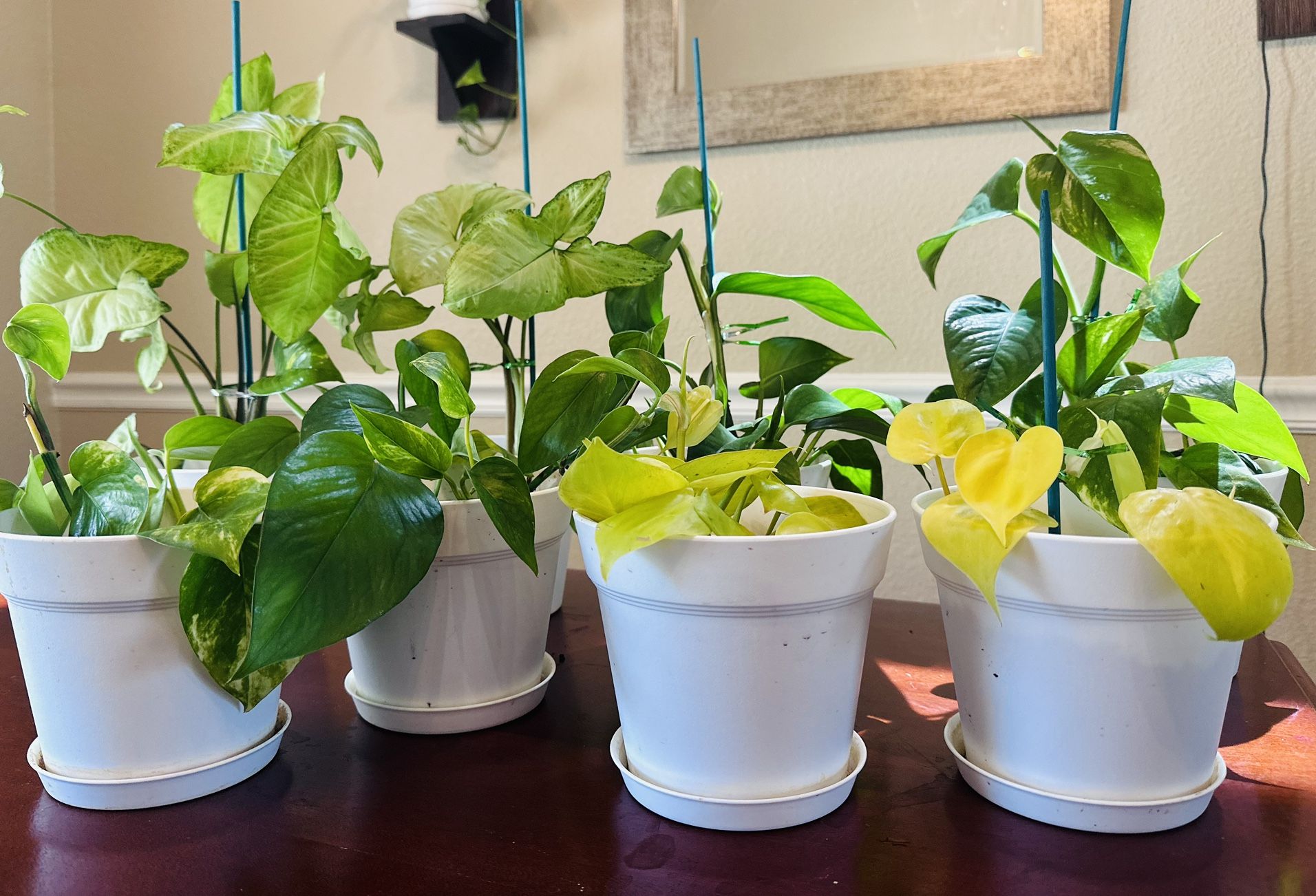 Indoor Plants -Golden Pothos,Heartleaf Lemon Philodendron,Synagonium White Butterfly Plants In 6 Inch Pot