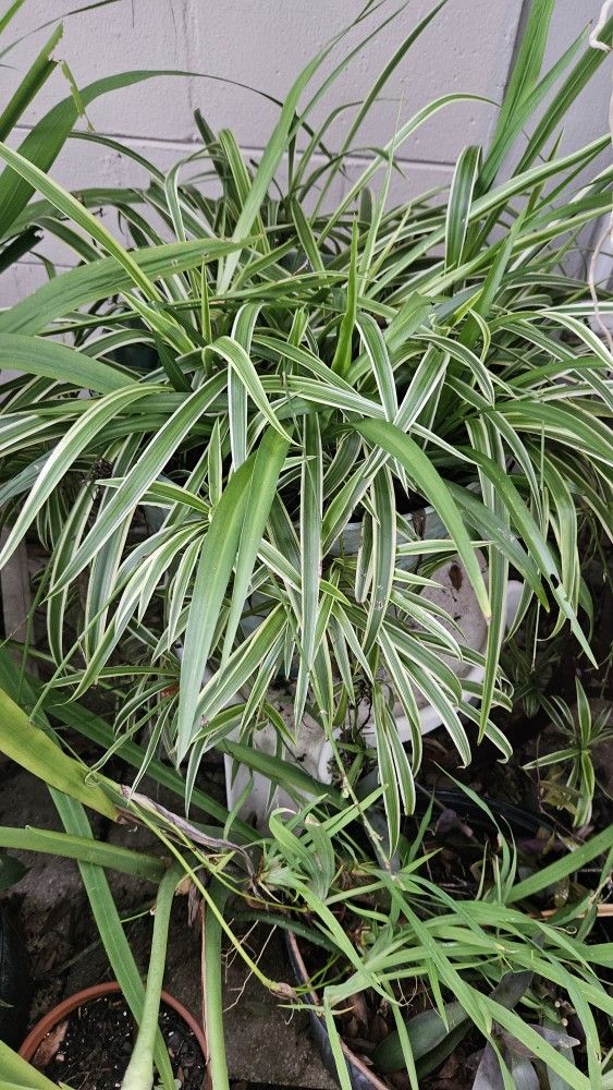 Spider Plant Big Pot