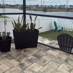 Snake Plant In Rectangle Planter