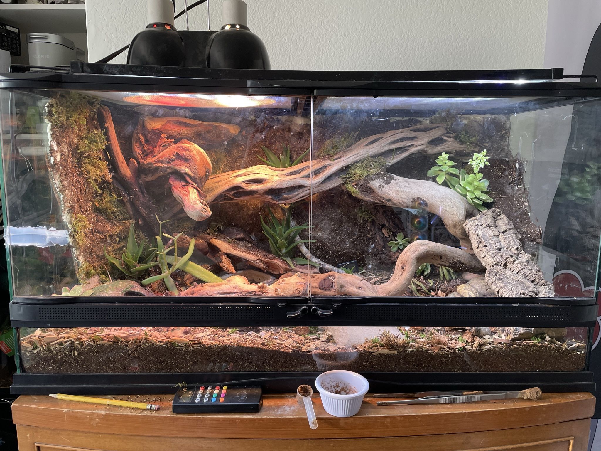 40 Gallon Custom Leapord Gecko Enclosure