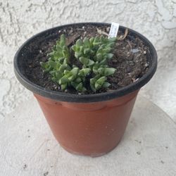 6 Inch Pot Succulent Plant - Stomatium Mustelinum - Surface Covering - Rooted & Established Plant - Drought Resistant - 🪴