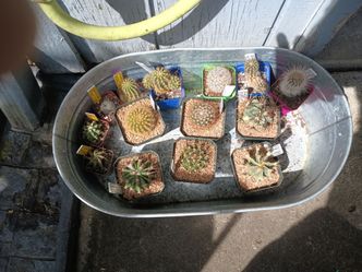 Cactus plants