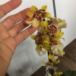 Orchid