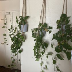 Indoor Plants 