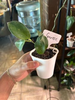 Hoya Sunrise