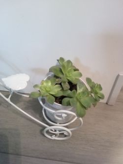 bicycle pot and kiwi plants