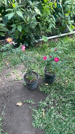 Plantas de rosal, Flor chiquita, ocho cada uno
